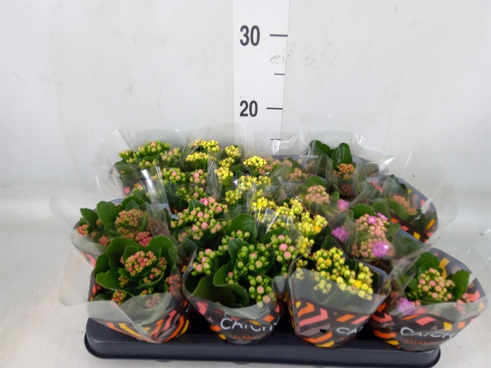 <h4>Kalanchoe blos.   ..rosebud mix  5</h4>