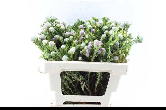 <h4>KAAPS GROEN</h4>