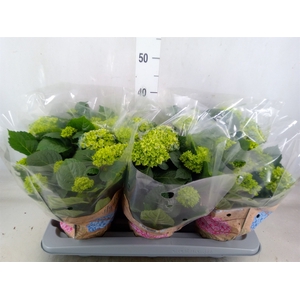 Hydrangea mac. 'Early Blue'