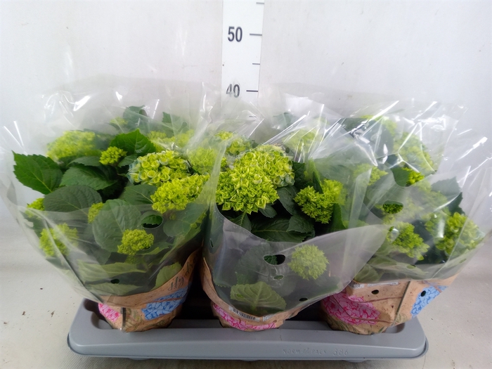 <h4>Hydrangea mac. 'Early Blue'</h4>