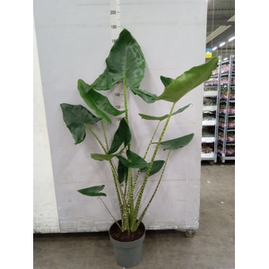 Alocasia zebrina