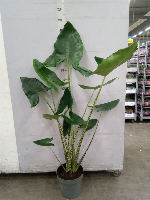 <h4>Alocasia zebrina</h4>