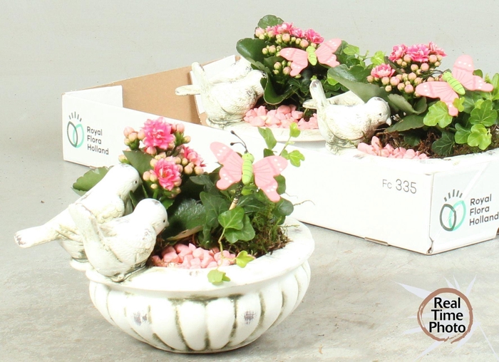 <h4>ARR KAMERPL</h4>