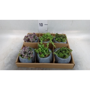 Arr.   Kamerplant Groen L%