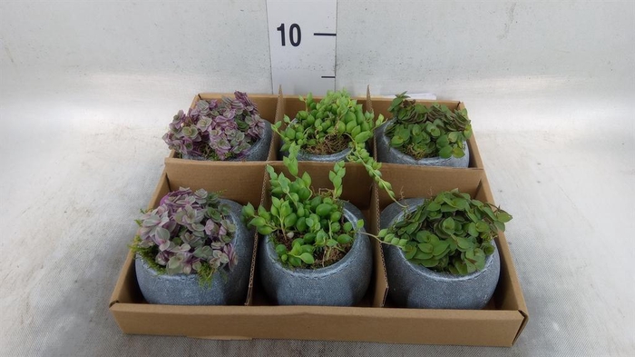 <h4>Arr.   Kamerplant Groen L%</h4>