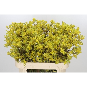 Anigozanthos Bush Down