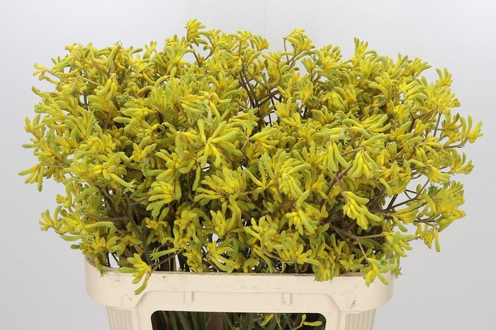 <h4>Anigozanthos Bush Down</h4>