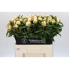 Paeonia Bridal Grace