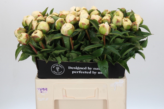 Paeonia Bridal Grace