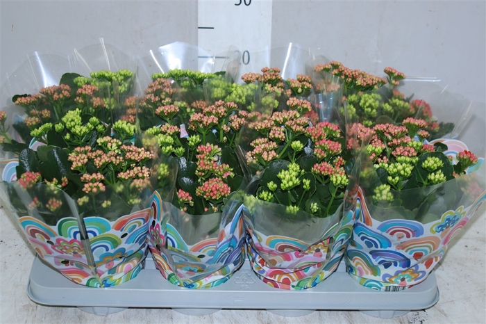 <h4>Kalanchoe Calandiva Carnaval</h4>