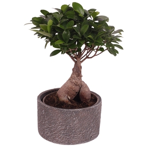 Ficus m. Ginseng Ball Shape Ø15cm in Ø17cm Ceramic NT566