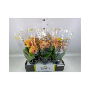 Phalaenopsis   ...orange