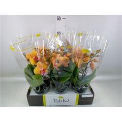 Phalaenopsis   ...orange
