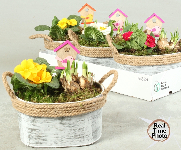 <h4>ARR TUINPLANTEN</h4>