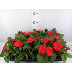 Impatiens NG 'ColPow Fire'