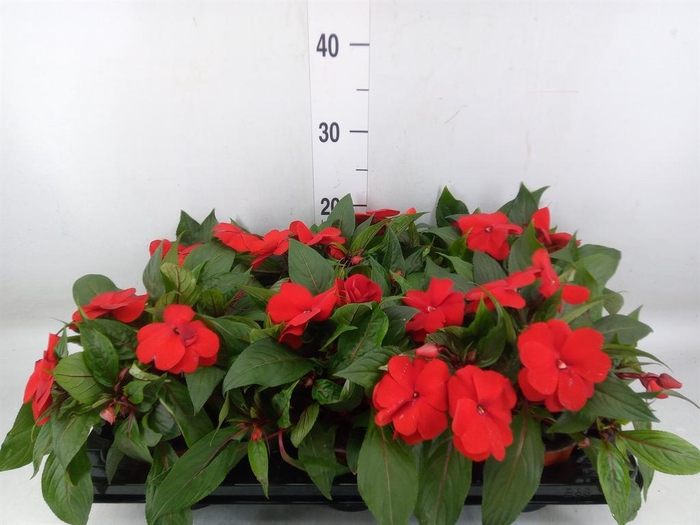 <h4>Impatiens NG 'ColPow Fire'</h4>