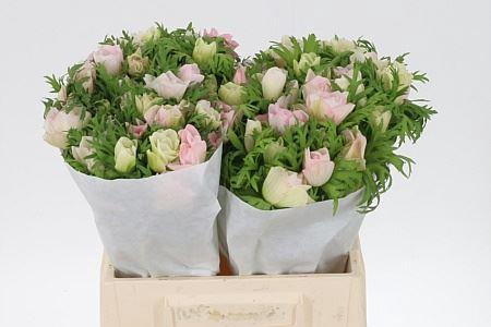 <h4>Anem Co Light Pink</h4>