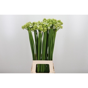 Ornithogalum Saundersiae