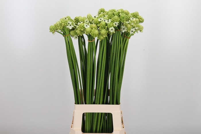 <h4>Ornithogalum Saundersiae</h4>
