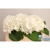 Hydrangea schneeball