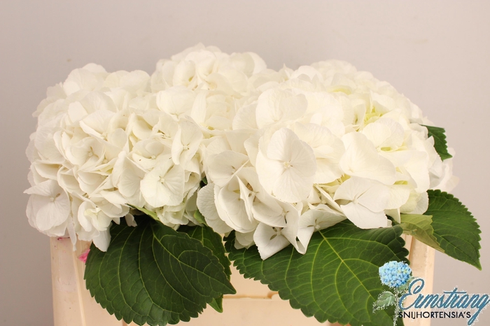 <h4>Hydrangea schneeball</h4>
