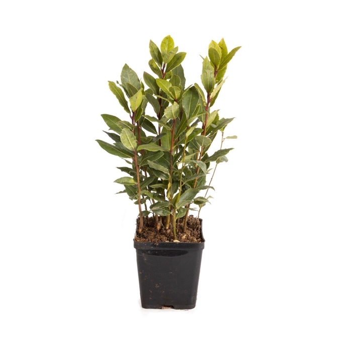 <h4>Laurus nobilis Global GAP gecertificeerd</h4>
