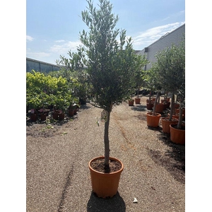 Olea europaea (Olijf) stam C40