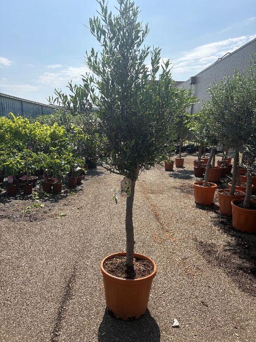 <h4>Olea europaea (Olijf) stam C40</h4>