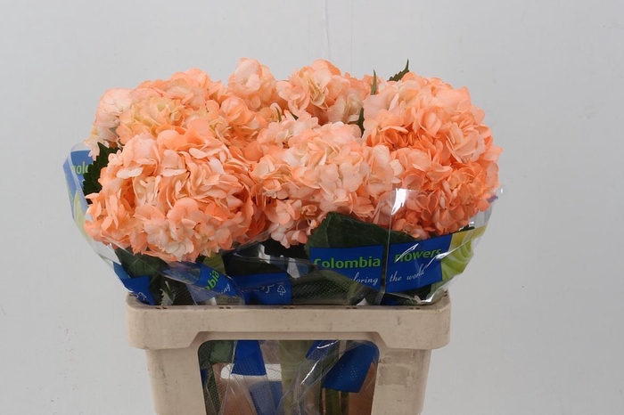 <h4>Hydr Melocoton</h4>