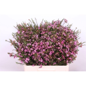 CHAME UN PURPLE PRID