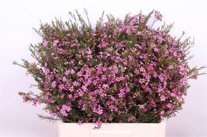 <h4>CHAME UN PURPLE PRID</h4>