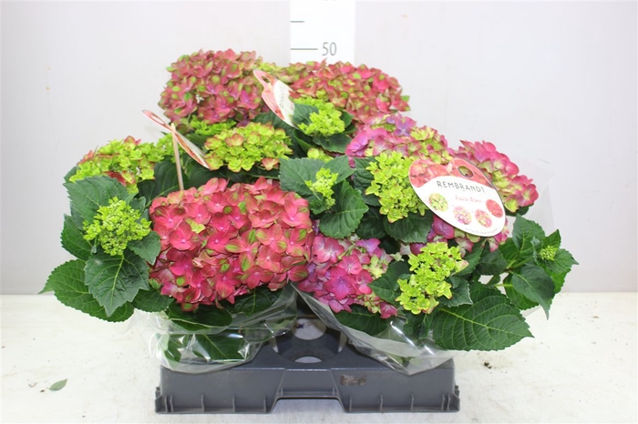 <h4>Hydrangea Rembrand Rosso Glor 7+</h4>