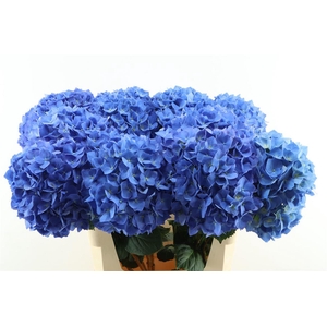 Hydr M Pimpernel 80-23