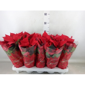 Euphorbia pulc. 'Mars'