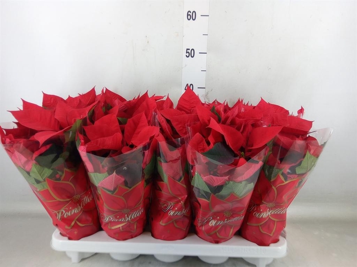 <h4>Euphorbia pulc. 'Mars'</h4>