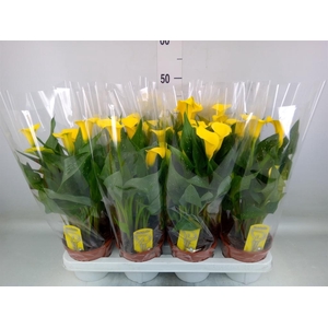 Zantedeschia  'Sunclub'