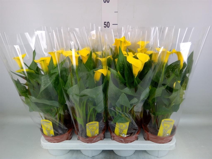 <h4>Zantedeschia  'Sunclub'</h4>