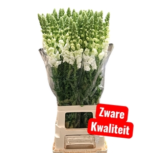 Antirrhinum potomac early white