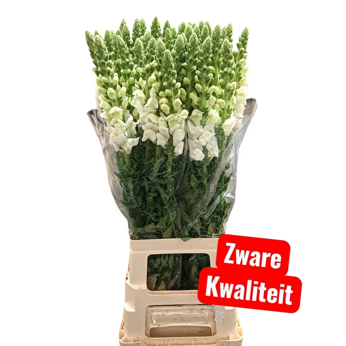 <h4>Antirrhinum potomac early white</h4>