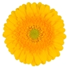 GE MI SPRINGTIME