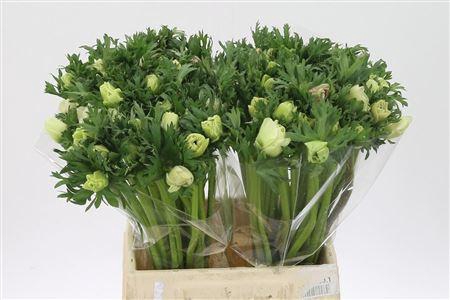 <h4>Anem Co Galil Wit</h4>