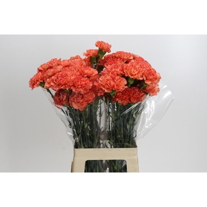 Dianthus St Kalimero