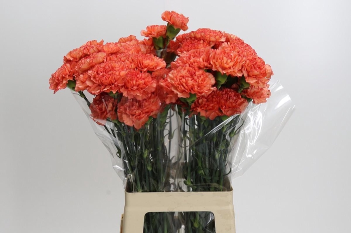<h4>Dianthus St Kalimero</h4>