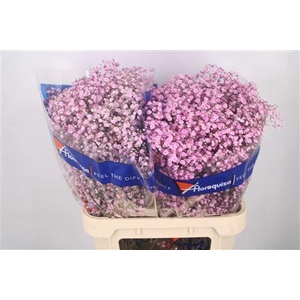 Gyps Klb Light Pink