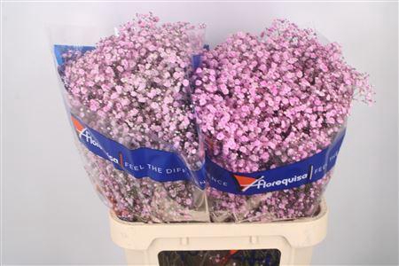 <h4>Gyps Klb Light Pink</h4>