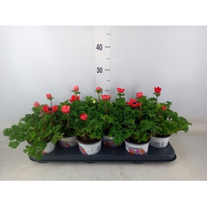 Anemone cor. 'Harmony Scarlet'
