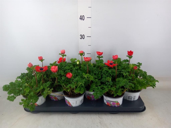 <h4>Anemone cor. 'Harmony Scarlet'</h4>