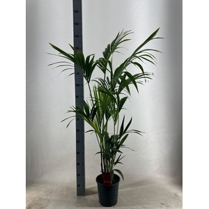 KENTIA - P21 H130 - 5PP - EcoLine (Howea forsteriana)