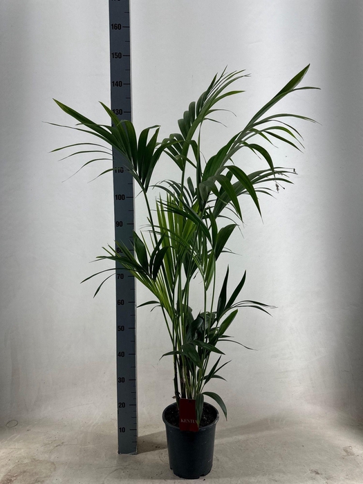 <h4>KENTIA - P21 H130 - 5PP - EcoLine (Howea forsteriana)</h4>