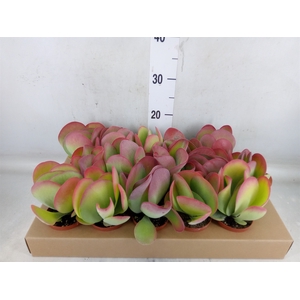 Kalanchoe NF thyrsiflora